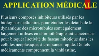 APPLICATION MÉDICALE
Plusieurs composés inhibiteurs utilisés par les
biologistes cellulaires pour étudier les détails de la
dynamique des microtubules sont également
largement utilisés en chimiothérapie anticancéreuse
pour bloquer l'activité du fuseau mitotique dans les
cellules néoplasiques à croissance rapide. De tels
médicaments comprennent la vinblastine,
 
