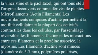 la vincristine et le paclitaxel, qui ont tous été à
l'origine découverts comme dérivés de plantes.
Microfilaments (Actin Filaments) Les
microfilaments composés d'actine permettent la
motilité cellulaire et la plupart des activités
contractiles dans les cellules, par l'assemblage
réversible des filaments d'actine et les interactions
entre ces filaments et la protéine associée, la
myosine. Les filaments d'actine sont minces
(diamètre de 5-7 nm), polymères polarisés,
 