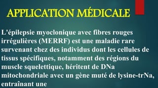 APPLICATION MÉDICALE
L'épilepsie myoclonique avec fibres rouges
irrégulières (MERRF) est une maladie rare
survenant chez des individus dont les cellules de
tissus spécifiques, notamment des régions du
muscle squelettique, héritent de DNa
mitochondriale avec un gène muté de lysine-trNa,
entraînant une
 