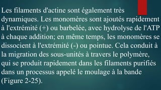 Les filaments d'actine sont également très
dynamiques. Les monomères sont ajoutés rapidement
à l'extrémité (+) ou barbelée, avec hydrolyse de l'ATP
à chaque addition; en même temps, les monomères se
dissocient à l'extrémité (-) ou pointue. Cela conduit à
la migration des sous-unités à travers le polymère,
qui se produit rapidement dans les filaments purifiés
dans un processus appelé le moulage à la bande
(Figure 2-25).
 