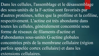 Dans les cellules, l'assemblage et le désassemblage
des sous-unités de la F-actine sont favorisés par
d'autres protéines, telles que la profiline et la cofiline,
respectivement. L'actine est très abondante dans
toutes les cellules, généralement concentrée sous
forme de réseaux de filaments d'actine et
d'abondantes sous-unités G-actine globales
concentrées près de la membrane cellulaire (région
parfois appelée cortex cellulaire) et dans les
extensions cellulaires.
 
