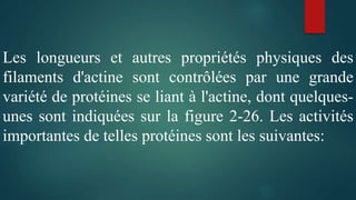 Les longueurs et autres propriétés physiques des
filaments d'actine sont contrôlées par une grande
variété de protéines se liant à l'actine, dont quelques-
unes sont indiquées sur la figure 2-26. Les activités
importantes de telles protéines sont les suivantes:
 