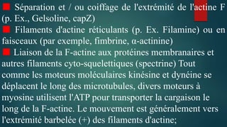 ■ Séparation et / ou coiffage de l'extrémité de l'actine F
(p. Ex., Gelsoline, capZ)
■ Filaments d'actine réticulants (p. Ex. Filamine) ou en
faisceaux (par exemple, fimbrine, α-actinine)
■ Liaison de la F-actine aux protéines membranaires et
autres filaments cyto-squelettiques (spectrine) Tout
comme les moteurs moléculaires kinésine et dynéine se
déplacent le long des microtubules, divers moteurs à
myosine utilisent l'ATP pour transporter la cargaison le
long de la F-actine. Le mouvement est généralement vers
l'extrémité barbelée (+) des filaments d'actine;
 