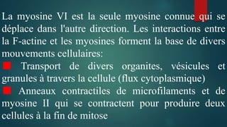 La myosine VI est la seule myosine connue qui se
déplace dans l'autre direction. Les interactions entre
la F-actine et les myosines forment la base de divers
mouvements cellulaires:
■ Transport de divers organites, vésicules et
granules à travers la cellule (flux cytoplasmique)
■ Anneaux contractiles de microfilaments et de
myosine II qui se contractent pour produire deux
cellules à la fin de mitose
 