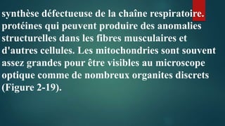 synthèse défectueuse de la chaîne respiratoire.
protéines qui peuvent produire des anomalies
structurelles dans les fibres musculaires et
d'autres cellules. Les mitochondries sont souvent
assez grandes pour être visibles au microscope
optique comme de nombreux organites discrets
(Figure 2-19).
 