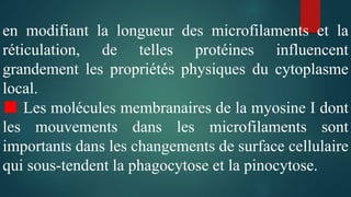 en modifiant la longueur des microfilaments et la
réticulation, de telles protéines influencent
grandement les propriétés physiques du cytoplasme
local.
■ Les molécules membranaires de la myosine I dont
les mouvements dans les microfilaments sont
importants dans les changements de surface cellulaire
qui sous-tendent la phagocytose et la pinocytose.
 