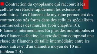 ■ Contraction du cytoplasme qui raccourcit les
cellules ou rétracte rapidement les extensions
cellulaires. Les filaments de myosine permettent des
contractions très fortes dans des cellules spécialisées
comme celles des muscles (voir chapitre 10).
Filaments intermédiaires En plus des microtubules et
des filaments d'actine, le cytoskelcton comprend une
classe de filaments de taille intermédiaire entre les
deux autres et d'un diamètre moyen de 10 nm
(tableau 2-4).
 
