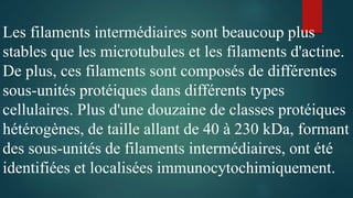 Les filaments intermédiaires sont beaucoup plus
stables que les microtubules et les filaments d'actine.
De plus, ces filaments sont composés de différentes
sous-unités protéiques dans différents types
cellulaires. Plus d'une douzaine de classes protéiques
hétérogènes, de taille allant de 40 à 230 kDa, formant
des sous-unités de filaments intermédiaires, ont été
identifiées et localisées immunocytochimiquement.
 