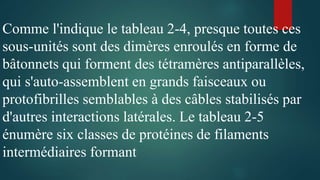 Comme l'indique le tableau 2-4, presque toutes ces
sous-unités sont des dimères enroulés en forme de
bâtonnets qui forment des tétramères antiparallèles,
qui s'auto-assemblent en grands faisceaux ou
protofibrilles semblables à des câbles stabilisés par
d'autres interactions latérales. Le tableau 2-5
énumère six classes de protéines de filaments
intermédiaires formant
 