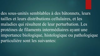 des sous-unités semblables à des bâtonnets, leurs
tailles et leurs distributions cellulaires, et les
maladies qui résultent de leur perturbation. Les
protéines de filaments intermédiaires ayant une
importance biologique, histologique ou pathologique
particulière sont les suivantes:
 