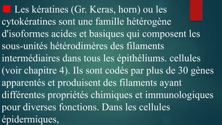 ■ Les kératines (Gr. Keras, horn) ou les
cytokératines sont une famille hétérogène
d'isoformes acides et basiques qui composent les
sous-unités hétérodimères des filaments
intermédiaires dans tous les épithéliums. cellules
(voir chapitre 4). Ils sont codés par plus de 30 gènes
apparentés et produisent des filaments ayant
différentes propriétés chimiques et immunologiques
pour diverses fonctions. Dans les cellules
épidermiques,
 