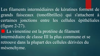 Les filaments intermédiaires de kératines forment de
grands faisceaux (tonofibrilles) qui s'attachent à
certaines jonctions entre les cellules épithéliales
(figure 2-27).
■ La vimentine est la protéine de filament
intermédiaire de classe III la plus commune et se
retrouve dans la plupart des cellules dérivées du
mésenchyme.
 