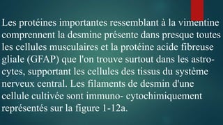 Les protéines importantes ressemblant à la vimentine
comprennent la desmine présente dans presque toutes
les cellules musculaires et la protéine acide fibreuse
gliale (GFAP) que l'on trouve surtout dans les astro-
cytes, supportant les cellules des tissus du système
nerveux central. Les filaments de desmin d'une
cellule cultivée sont immuno- cytochimiquement
représentés sur la figure 1-12a.
 