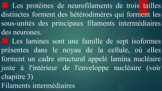 ■ Les protéines de neurofilaments de trois tailles
distinctes forment des hétérodimères qui forment les
sous-unités des principaux filaments intermédiaires
des neurones.
■ Les lamines sont une famille de sept isoformes
présentes dans le noyau de la cellule, où elles
forment un cadre structural appelé lamina nucléaire
juste à l'intérieur de l'enveloppe nucléaire (voir
chapitre 3)
Filaments intermédiaires
 