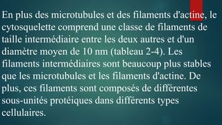 En plus des microtubules et des filaments d'actine, le
cytosquelette comprend une classe de filaments de
taille intermédiaire entre les deux autres et d'un
diamètre moyen de 10 nm (tableau 2-4). Les
filaments intermédiaires sont beaucoup plus stables
que les microtubules et les filaments d'actine. De
plus, ces filaments sont composés de différentes
sous-unités protéiques dans différents types
cellulaires.
 