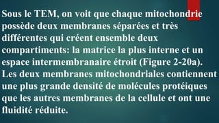 Sous le TEM, on voit que chaque mitochondrie
possède deux membranes séparées et très
différentes qui créent ensemble deux
compartiments: la matrice la plus interne et un
espace intermembranaire étroit (Figure 2-20a).
Les deux membranes mitochondriales contiennent
une plus grande densité de molécules protéiques
que les autres membranes de la cellule et ont une
fluidité réduite.
 