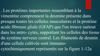 . Les protéines importantes ressemblant à la
vimentine comprennent la desmine présente dans
presque toutes les cellules musculaires et la protéine
acide fibreuse gliale (GFAP) que l'on trouve surtout
dans les astro- cytes, supportant les cellules des tissus
du système nerveux central. Les filaments de desmin
d'une cellule cultivée sont immuno-
cytochimiquement représentés sur la figure 1-12a
 
