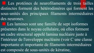 ■ Les protéines de neurofilaments de trois tailles
distinctes forment des hétérodimères qui forment les
sous-unités des principaux filaments intermédiaires
des neurones.
■ Les lamines sont une famille de sept isoformes
présentes dans le noyau cellulaire, où elles forment
un cadre structural appelé lamina nucléaire juste à
l'intérieur de l'enveloppe nucléaire (voir C une classe
importante et importante de filaments intermédiaires
est composée de sous-unités de kératine,
 