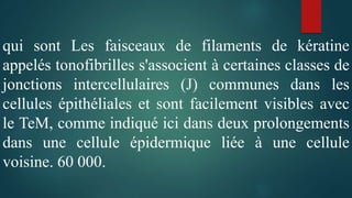 qui sont Les faisceaux de filaments de kératine
appelés tonofibrilles s'associent à certaines classes de
jonctions intercellulaires (J) communes dans les
cellules épithéliales et sont facilement visibles avec
le TeM, comme indiqué ici dans deux prolongements
dans une cellule épidermique liée à une cellule
voisine. 60 000.
 