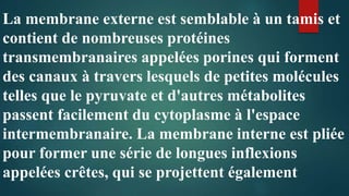 La membrane externe est semblable à un tamis et
contient de nombreuses protéines
transmembranaires appelées porines qui forment
des canaux à travers lesquels de petites molécules
telles que le pyruvate et d'autres métabolites
passent facilement du cytoplasme à l'espace
intermembranaire. La membrane interne est pliée
pour former une série de longues inflexions
appelées crêtes, qui se projettent également
 