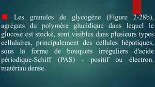 ■ Les granules de glycogène (Figure 2-28b),
agrégats du polymère glucidique dans lequel le
glucose est stocké, sont visibles dans plusieurs types
cellulaires, principalement des cellules hépatiques,
sous la forme de bouquets irréguliers d'acide
périodique-Schiff (PAS) - positif ou électron.
matériau dense.
 