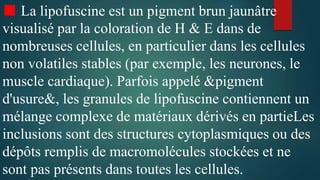 ■ La lipofuscine est un pigment brun jaunâtre
visualisé par la coloration de H & E dans de
nombreuses cellules, en particulier dans les cellules
non volatiles stables (par exemple, les neurones, le
muscle cardiaque). Parfois appelé &pigment
d'usure&, les granules de lipofuscine contiennent un
mélange complexe de matériaux dérivés en partieLes
inclusions sont des structures cytoplasmiques ou des
dépôts remplis de macromolécules stockées et ne
sont pas présents dans toutes les cellules.
 