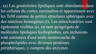 . (a) Les gouttelettes lipidiques sont abondantes dans
les cellules du cortex surrénalien et apparaissent avec
les TeM comme de petites structures sphériques avec
des matrices homogènes (l). Les mitochondries sont
également visibles ici. en tant qu'agrégats de
molécules lipidiques hydrophobes, ces inclusions
sont entourées d'une seule monocouche de
phospholipides avec diverses protéines
périphériques, y compris des enzymes
 