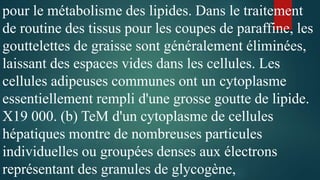 pour le métabolisme des lipides. Dans le traitement
de routine des tissus pour les coupes de paraffine, les
gouttelettes de graisse sont généralement éliminées,
laissant des espaces vides dans les cellules. Les
cellules adipeuses communes ont un cytoplasme
essentiellement rempli d'une grosse goutte de lipide.
X19 000. (b) TeM d'un cytoplasme de cellules
hépatiques montre de nombreuses particules
individuelles ou groupées denses aux électrons
représentant des granules de glycogène,
 