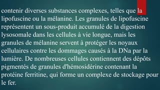 contenir diverses substances complexes, telles que la
lipofuscine ou la mélanine. Les granules de lipofuscine
représentent un sous-produit accumulé de la digestion
lysosomale dans les cellules à vie longue, mais les
granules de mélanine servent à protéger les noyaux
cellulaires contre les dommages causés à la DNa par la
lumière. De nombreuses cellules contiennent des dépôts
pigmentés de granules d'hémosidérine contenant la
protéine ferritine, qui forme un complexe de stockage pour
le fer.
 