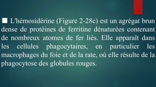 ■ L'hémosidérine (Figure 2-28c) est un agrégat brun
dense de protéines de ferritine dénaturées contenant
de nombreux atomes de fer liés. Elle apparaît dans
les cellules phagocytaires, en particulier les
macrophages du foie et de la rate, où elle résulte de la
phagocytose des globules rouges.
 