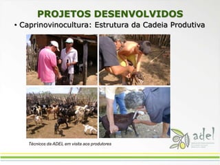 Técnicos da ADEL em visita aos produtores PROJETOS DESENVOLVIDOS Caprinovinocultura: Estrutura da Cadeia Produtiva Apicultura Integrada e Sustentável Agroecologia: Construindo a Segurança Alimentar Jovens Empreendedores Rurais Gestão para organização comunitáriaPÚBLICO PARTICIPANTE EM CADA MUNICÍPIO48 associações,08 jovens e 95 produtores03 associações, 42 jovens e 45 produtores01 associação 13 produtores52 Associações160 produtores