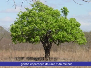 Seduc coordenadores dos credes