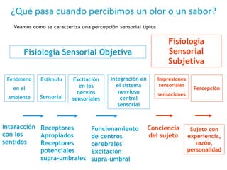Fisiología Sensorial Objetiva
Fisiología
Sensorial
Subjetiva
Fenómeno
en el
ambiente
Estímulo
Sensorial
Excitación
en los
nervios
sensoriales
Integración en
el sistema
nervioso
central
sensorial
Impresiones
sensoriales
sensaciones
Percepción
Interacción
con los
sentidos
Receptores
Apropiados
Receptores
potenciales
supra-umbrales
Funcionamiento
de centros
cerebrales
Excitación
supra-umbral
Conciencia
del sujeto
Sujeto con
experiencia,
razón,
personalidad
¿Qué pasa cuando percibimos un olor o un sabor?
Veamos como se caracteriza una percepción sensorial típica
 