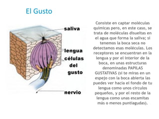 El Gusto
Consiste en captar moléculas
químicas pero, en este caso, se
trata de moléculas disueltas en
el agua que forma la saliva; si
tenemos la boca seca no
detectamos esas moléculas. Los
receptores se encuentran en la
lengua y por el interior de la
boca, en unas estructuras
denominadas PAPILAS
GUSTATIVAS (si te miras en un
espejo con la boca abierta las
puedes ver hacia el fondo de tu
lengua como unos círculos
pequeños, y por el resto de la
lengua como unas escamitas
más o menos puntiagudas).
 