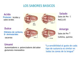 LOS SABORES BASICOS
Hidratos de carbono,
D -Aminoácidos
sacarosa
Sales de Pm 
Cafeína, quinina
Sales de Pm 
NaCl,LiCl
Protones :ácidos y
sales ácidas
Aumentadores o potenciadores del sabor
glutamato monosódico
“La sensibilidad al gusto de cada
tipo de sustancia es similar en
todas las zonas de la lengua”
Acido
Acido
Umami
Salado
Amargo
Dulce
 