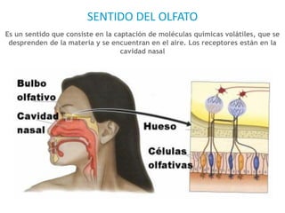 SENTIDO DEL OLFATO
Es un sentido que consiste en la captación de moléculas químicas volátiles, que se
desprenden de la materia y se encuentran en el aire. Los receptores están en la
cavidad nasal
 