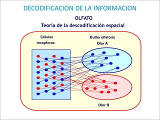 DECODIFICACION DE LA INFORMACION
OLFATO
Teoría de la descodificación espacial
Células
receptoras
Bulbo olfatorio
Olor A
Olor B
 