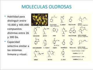 MOLECULAS OLOROSAS
• Habilidad para
distinguir entre
10.000 y 400.000
compuestos
distintos entre 26
y 300 Da.
• Capacidad
selectiva similar a
los sistemas
inmune y visual.
 