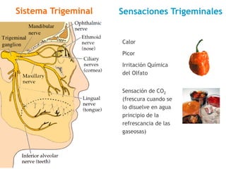 Sistema Trigeminal
Calor
Picor
Irritación Química
del Olfato
Sensación de CO2
(frescura cuando se
lo disuelve en agua
principio de la
refrescancia de las
gaseosas)
Sensaciones Trigeminales
 
