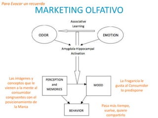 MARKETING OLFATIVO
Para Evocar un recuerdo
La Fragancia le
gusta al Consumidor
lo predispone
Las imágenes y
conceptos que le
vienen a la mente al
consumidor
congruentes con el
posicionamiento de
la Marca Pasa más tiempo,
vuelve, quiere
compartirlo
 