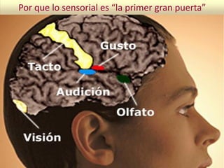Por que lo sensorial es “la primer gran puerta”
 