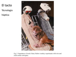El tacto
Técnologia
háptica
 