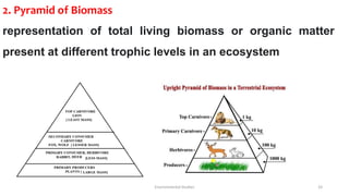 2. Pyramid of Biomass
representation of total living biomass or organic matter
present at different trophic levels in an ecosystem
Environmental Studies 33
 