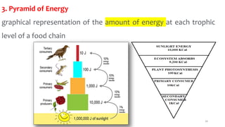 3. Pyramid of Energy
graphical representation of the amount of energy at each trophic
level of a food chain
34
 