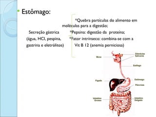    Estômago:
                                  *Quebra partículas do alimento em
                           moléculas para a digestão;
       Secreção gástrica       *Pepsina: digestão da proteína;
     (água, HCl, pespina,     *Fator intrínseco: combina-se com a
     gastrina e eletrólitos)     Vit B 12 (anemia perniciosa)
 