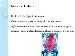    Intestino Delgado:

-   Finalização da digestão alimentar;

-   Ocorre a maior parte da absorção dos nutrientes;

-   Ação de numerosas enzimas pancreáticas e intestinais (p.ex.:
    tripsina, lipase, amilase, lactase, maltase, e sucrase) e a da bile.
 