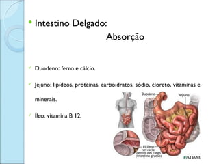    Intestino Delgado:
                      Absorção


   Duodeno: ferro e cálcio.

   Jejuno: lipídeos, proteínas, carboidratos, sódio, cloreto, vitaminas e

    minerais.

   Íleo: vitamina B 12.
 