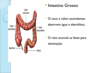   Intestino Grosso:

   O ceco e cólon ascendentes
    absorvem água e eletrólitos;


   O reto acumula as fezes para
    eliminação;
 