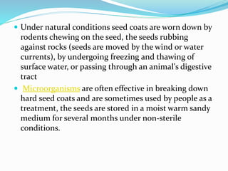  Under natural conditions seed coats are worn down by
rodents chewing on the seed, the seeds rubbing
against rocks (seeds are moved by the wind or water
currents), by undergoing freezing and thawing of
surface water, or passing through an animal's digestive
tract
 Microorganisms are often effective in breaking down
hard seed coats and are sometimes used by people as a
treatment, the seeds are stored in a moist warm sandy
medium for several months under non-sterile
conditions.
 