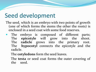 Seed development
The seed, which is an embryo with two points of growth
(one of which forms the stems the other the roots) is
enclosed in a seed coat with some food reserves.
 The embryo is composed of different parts;
The epicotyle will grow into the shoot.
The radicle grows into the primary root.
The hypocotyl connects the epicotyle and the
radicle.
The cotyledons form the seed leaves.
The testa or seed coat forms the outer covering of
the seed.
 